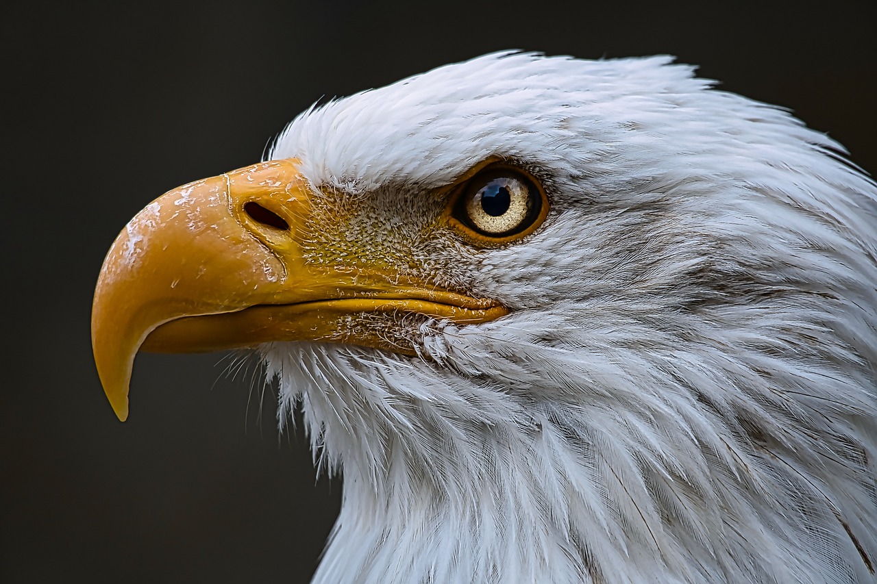 Full Article Image of Bald Eagle