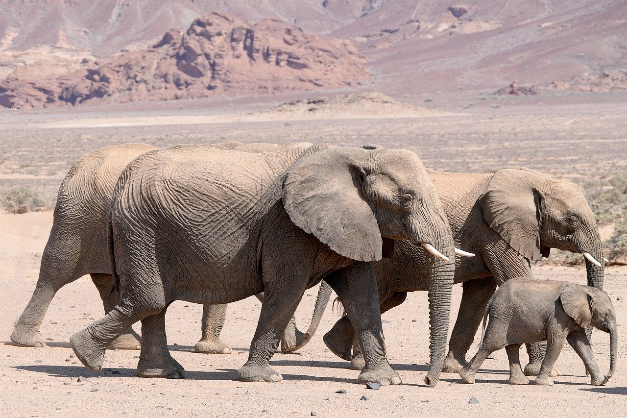 Intro Image Description Nice Picture of a Batch of Elephants