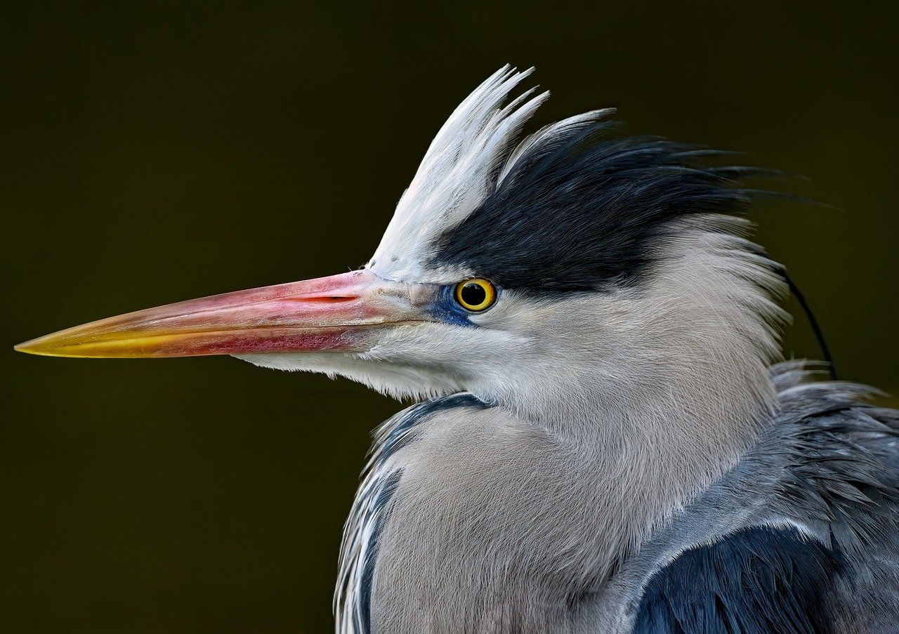 Intro Image of Grey Heron