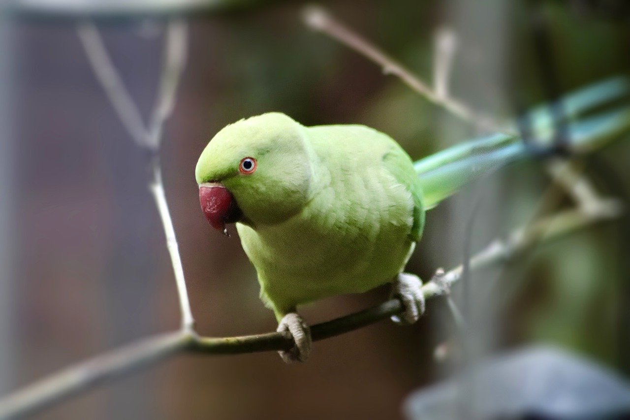 Beautiful Parakeet Image Courtesy of Pixabay